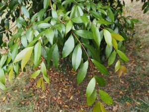 Syzygium smithii