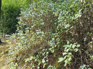 drought stricken Hydrangea