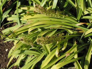 Eucomis bicolor