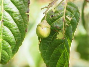 Parastyrax species nova