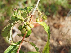 Parastyrax species nova