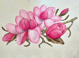 Magnolia ‘Philip Tregunna’ painted by Philip Tregonnan