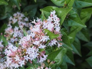 Abelia x grandiflora