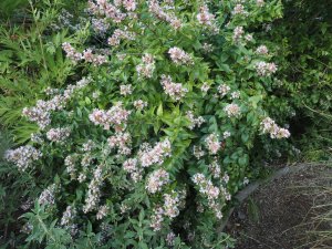 Abelia x grandiflora