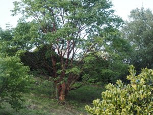 Acer griseum