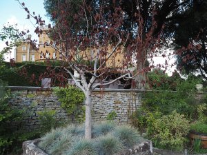 dead Acers