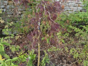 dead Acers