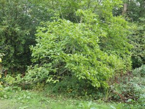Magnolia had managed to survive