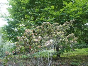 Cornus florida ‘Rainbow’