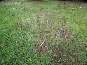 Deciduous azaleas all dead
