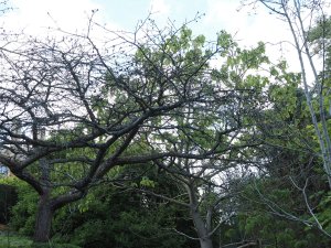 mature Prunus and Magnolia have died