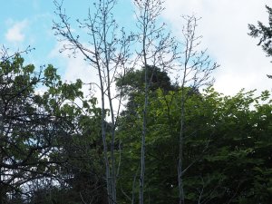 mature Prunus and Magnolia have died