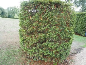 yew hedges