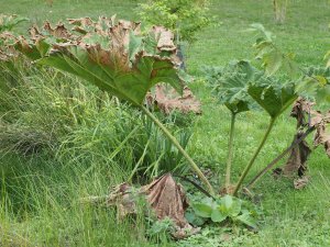 Gunnera