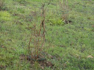 Hydrangea clumps all dead
