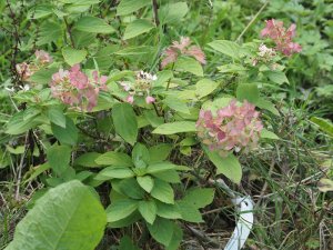 Hydrangea paniculata