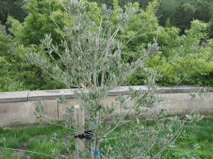 Ilex and a Copper beech struggle