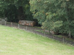 Large oak trunks