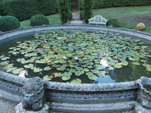 water lillies
