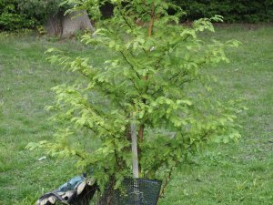 Metasequoia