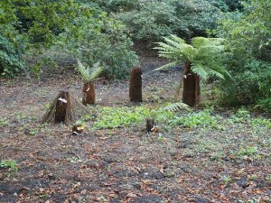 tree fern circle