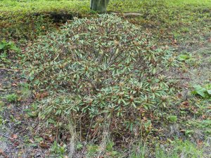 dead rhododendrons