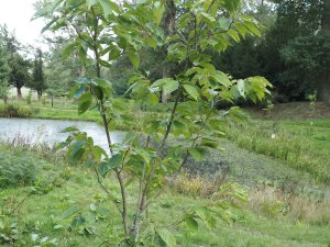 2/3 year old prunus