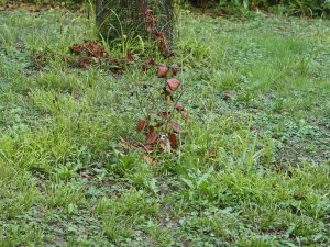 young camellias dead