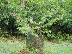 young Parrotia