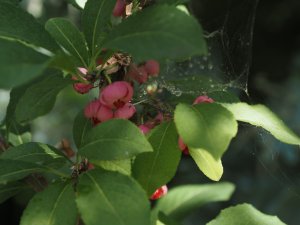 Euonymus phellomanus