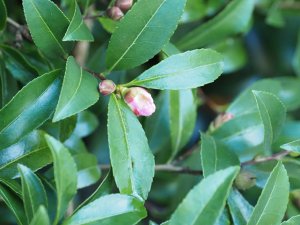 Camellia sasanqua