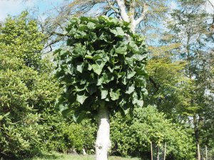 Magnolia ‘Caerhays Belle’