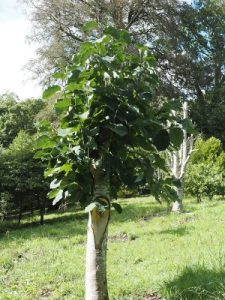 Magnolia ‘Susanna van Veen’