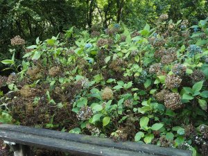 blue mophead hydrangeas are recovering