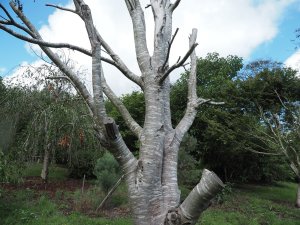 Nothofagus dombeyi