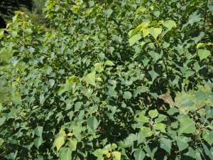 Sapium sebiferum