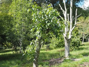 Styrax wuyuanensis
