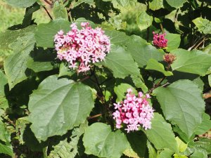 Clerodendrum bungei