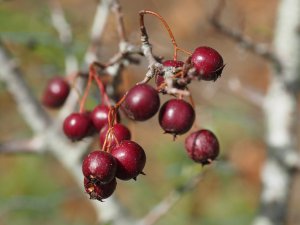 Crataegus ambigua