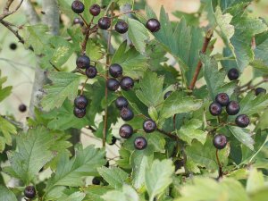 Crataegus chlorosarca