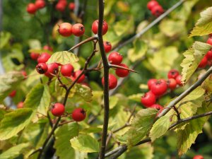 Crataegus durobrivensis
