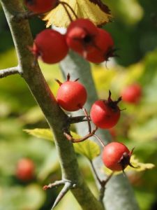 Crataegus pennsylvanica