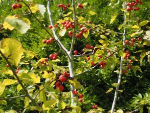 Crataegus pennsylvanica