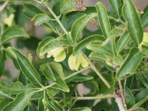 Euonymus huangi