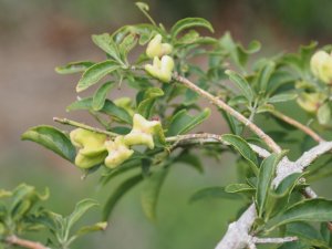 Euonymus huangi