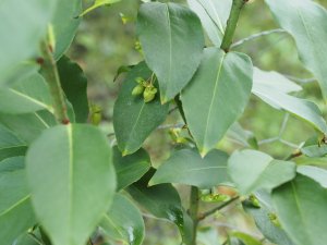 Euonymus verruculosus