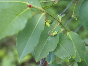 Euonymus verruculosus