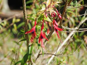 Fuchsia hatschbachii