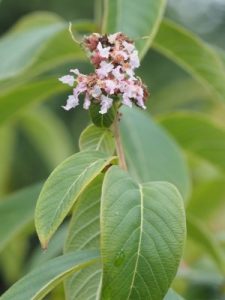 Lagerstroemia limii