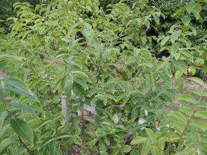 Lagerstroemia limii